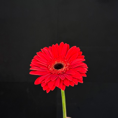 Гербера красная / 1 шт