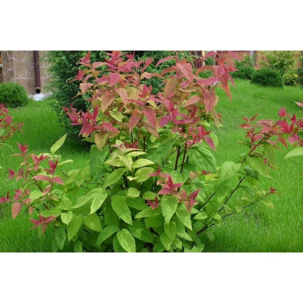 Спирея японская Макрофила С3 Закупка М60 июнь 2026