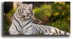 Постер "Амурский тигр"