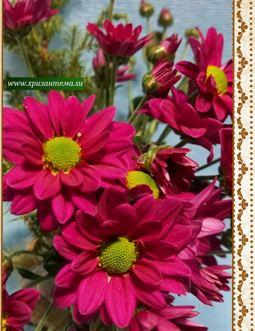 Хризантема кустовая Chelo ☘ к.68   (отгрузка  Сентябрь)