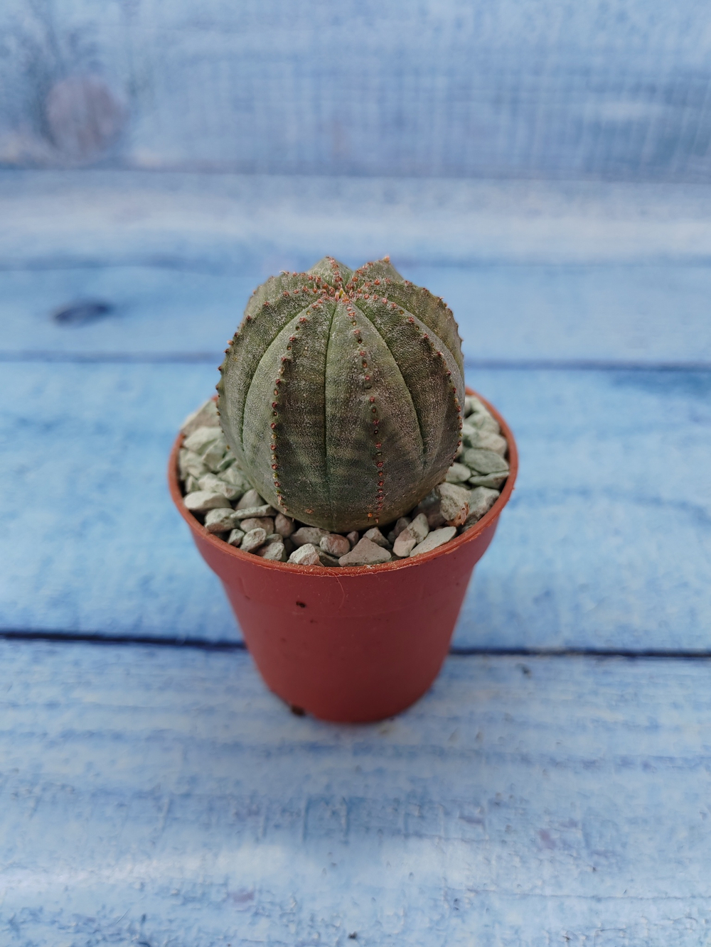 Euphoria Obesa (Эуфорбия)