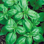 Базилик Зеленый ароматный 0,5г Ц Волжский Сад