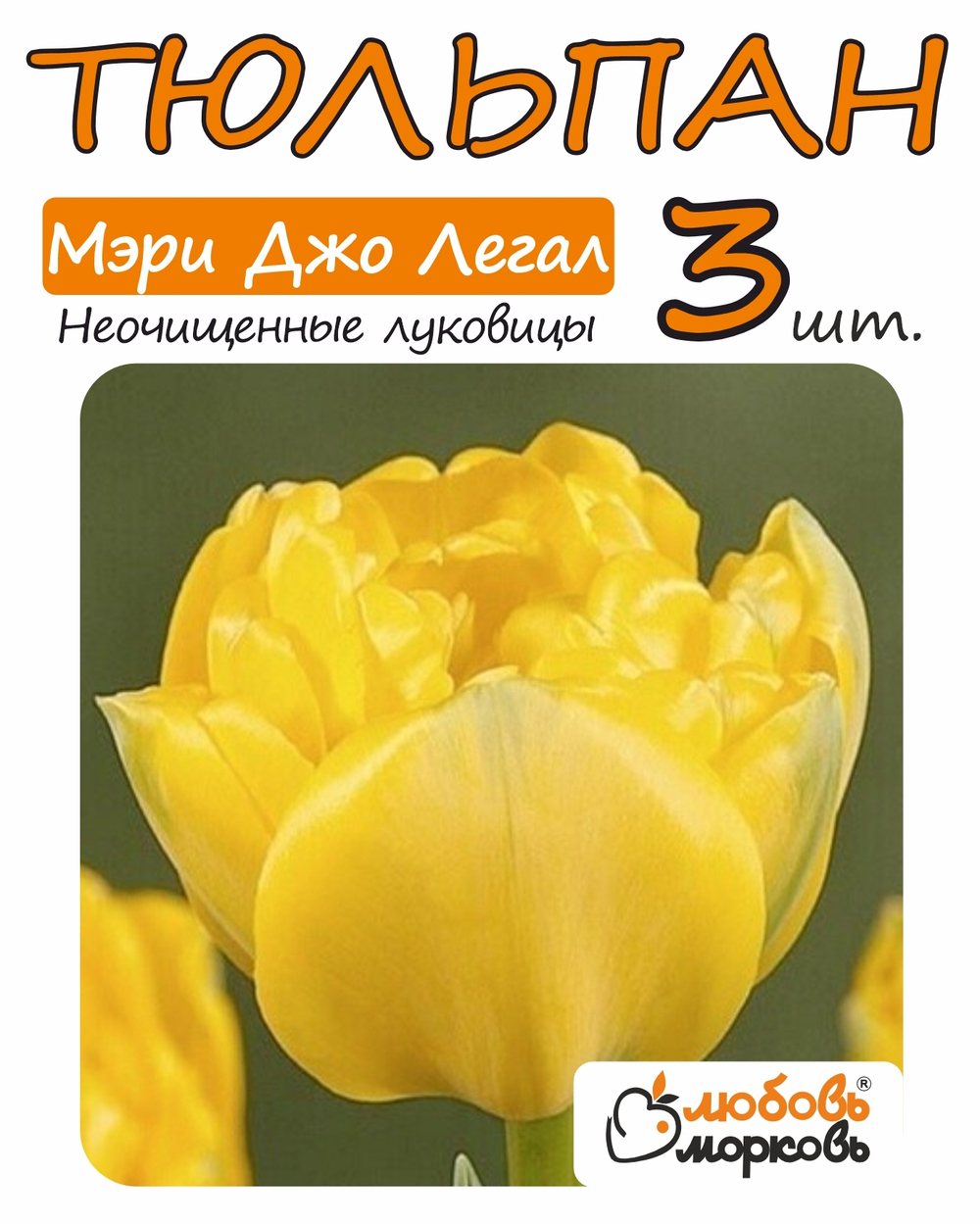 Тюльпан Луковица, Мэри Джо Легал, 3+  шт