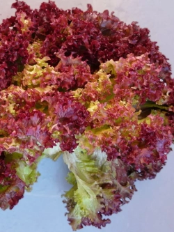 Семена Салат Лолло Росса