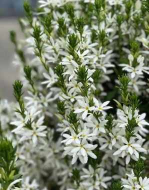 3422 Сцевола STARDIVA STAR WHITE (ВЕСНА 2025)