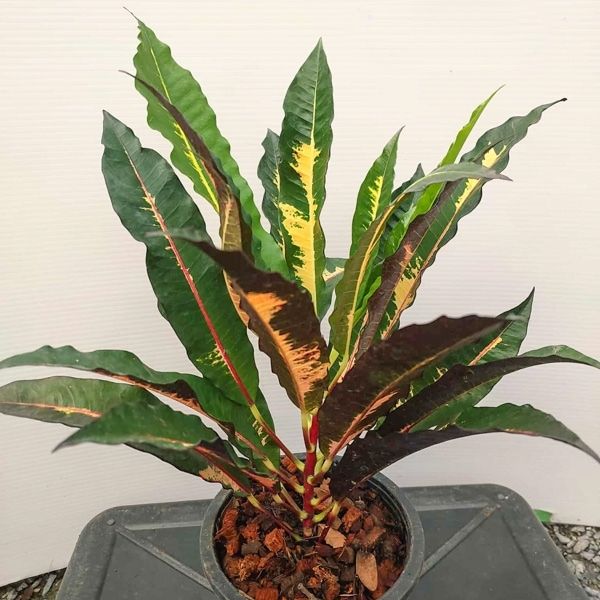 Кротоны с простым листом