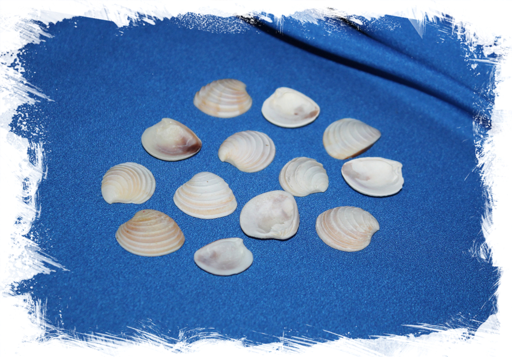 Морские ракушки для декупажа и рукоделия