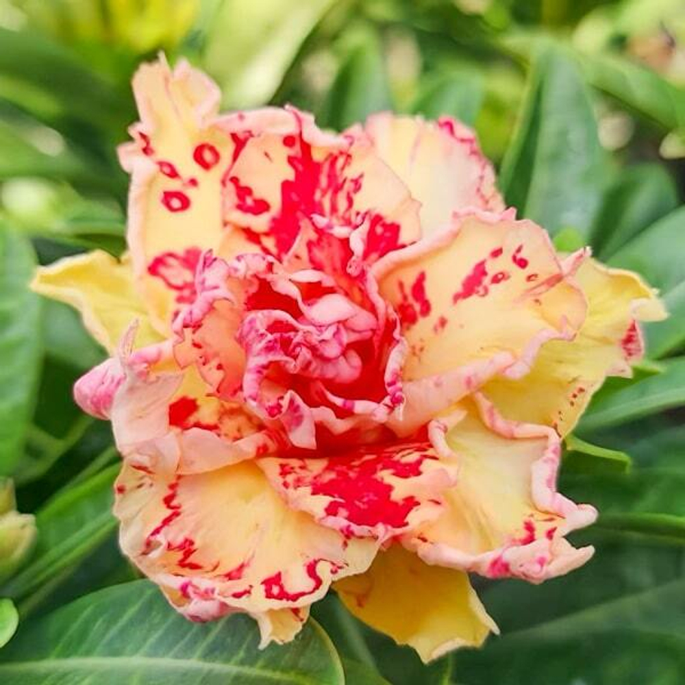 Адениум NATALIE