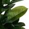 Фикус Эластика высота 180 см