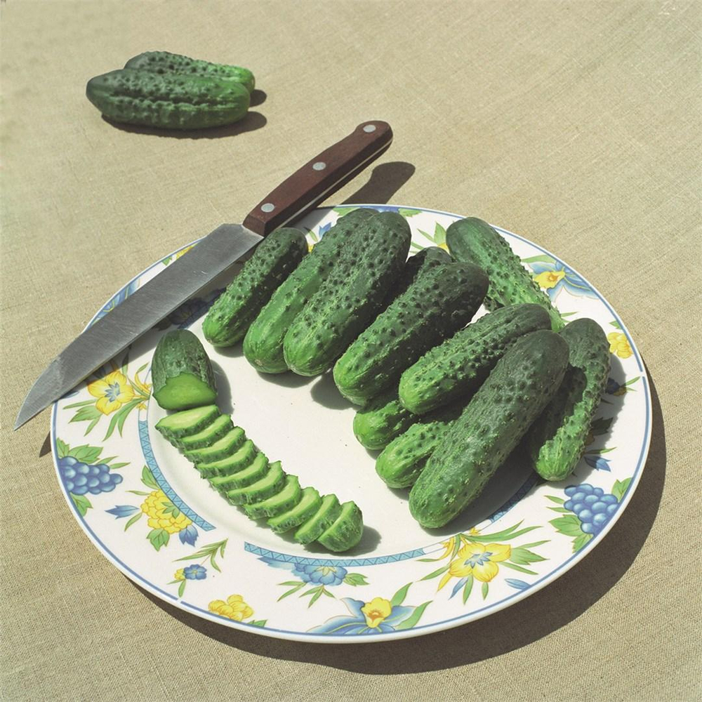 Альянс F1 семена огурца пчелоопыляемого (Bejo / Бейо)