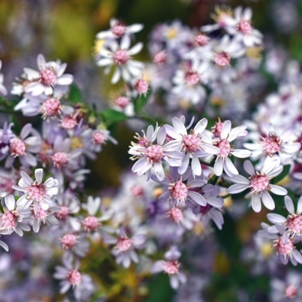 Астра бокоцветная "Lady in Black". Aster lateriflorus "Lady in Black".