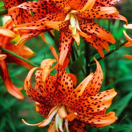 Лилия Флоре Плено тигровая 1шт