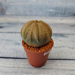 Euphoria Obesa (Эуфорбия)