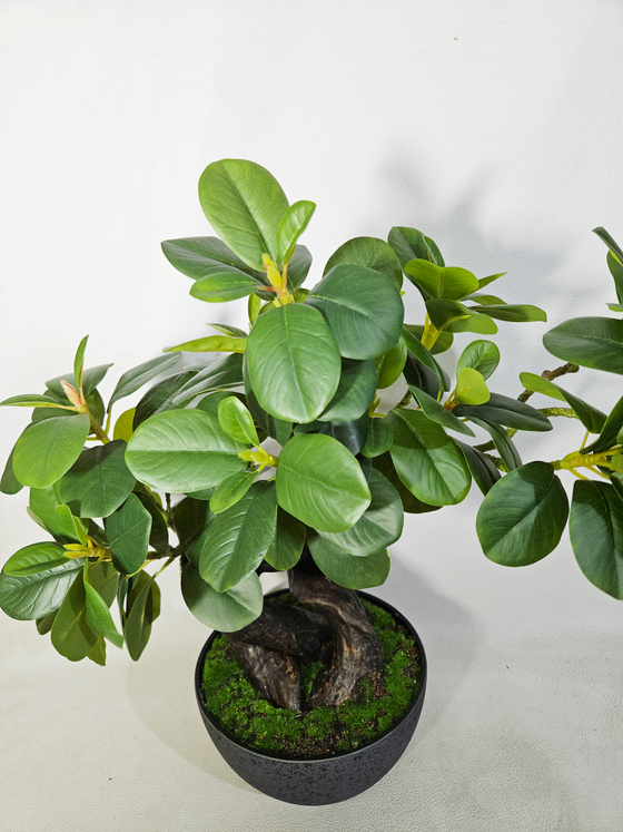 Бонсай Фикус Микрокарпа 50см в кашпо