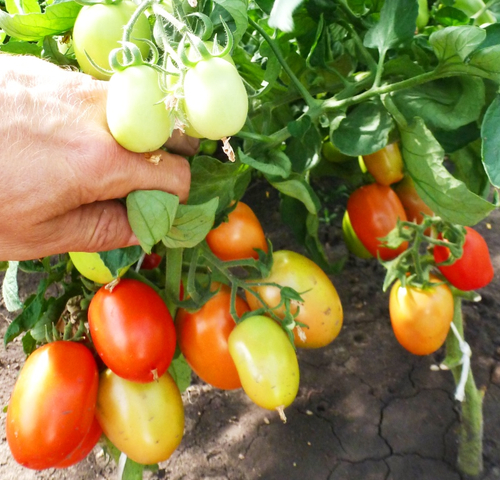 Помидоры Венгерские Kecskeméti 549 - Кечкемети 549