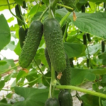 Илонара F1 семена огурца партенокарпич. (Rijk Zwaan / Райк Цваан)