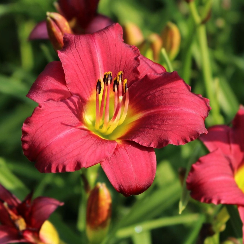 Лилейник Пардон Ми