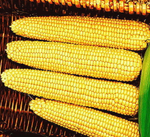 Мегатон F1 семена кукурузы (Clause /ALEXAGRO) культура