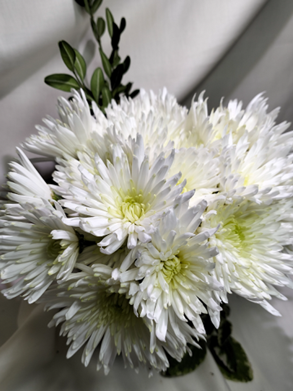 Хризантема кустовая Carole /к.37/поставка весна 2026г/