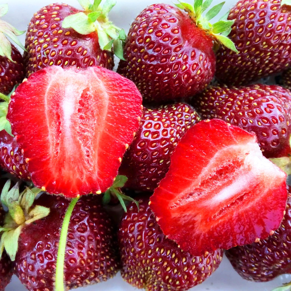 Земляника Фейерверк