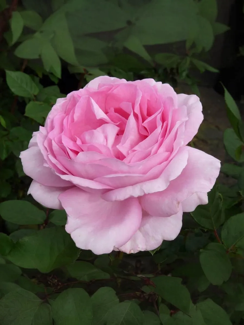 Роза шраб Гита Ренессанс