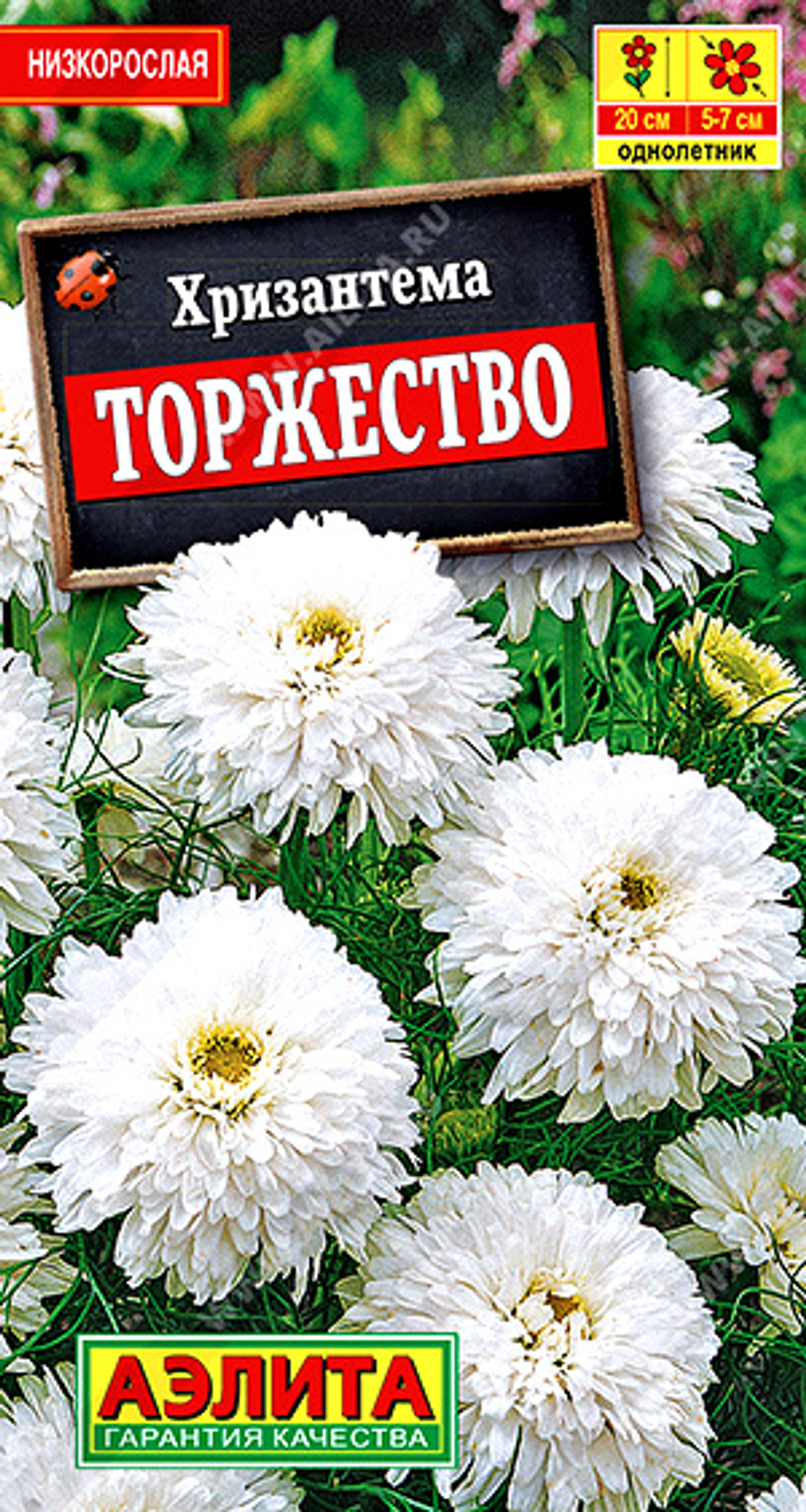 Хризантема букетная Торжество