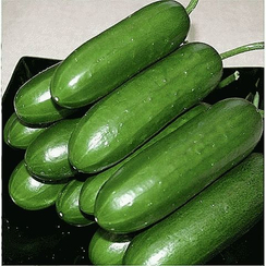 Навруз F1 семена огурца партенокарпического (Гавриш)