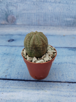 Euphoria Obesa (Эуфорбия)