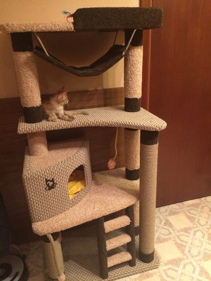 Когтеточка И-88 (мейн-кун)