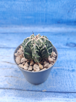 Astrophytum Myriostigma Fukuryu (Астрофитум)