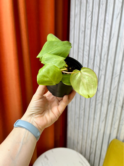 Филодендрон Сканденс Лайм, D9см Н15см, 1шт, Urban Jungle