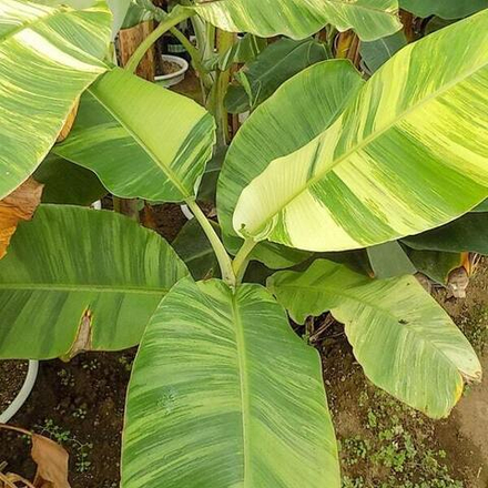 Банан вариегатный NAM WAH MALEE ONG