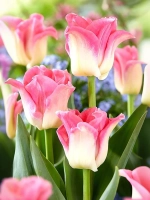 Тюльпан Экзотический Краун оф Династи