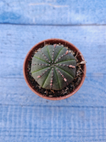 Euphorbia Obesa (Эуфорбия)