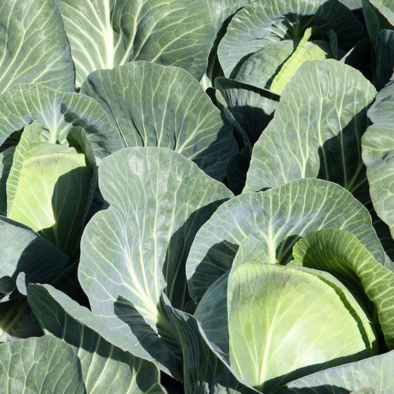 ЦИКЛОН_F1_семена_капусты_белокочанной_Bejo_купить