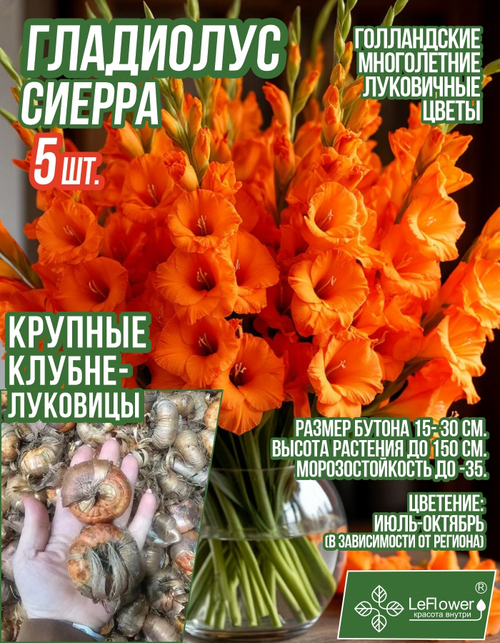 Гладиолус Луковица, Сиерра, крупные, 5шт