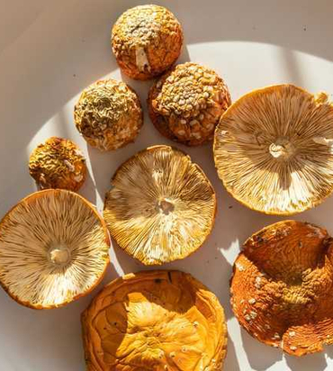 Грибы сушеные