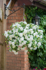 ЕВРО Петуния Tumbelina Diana укорененный черенок ОКС март Koh