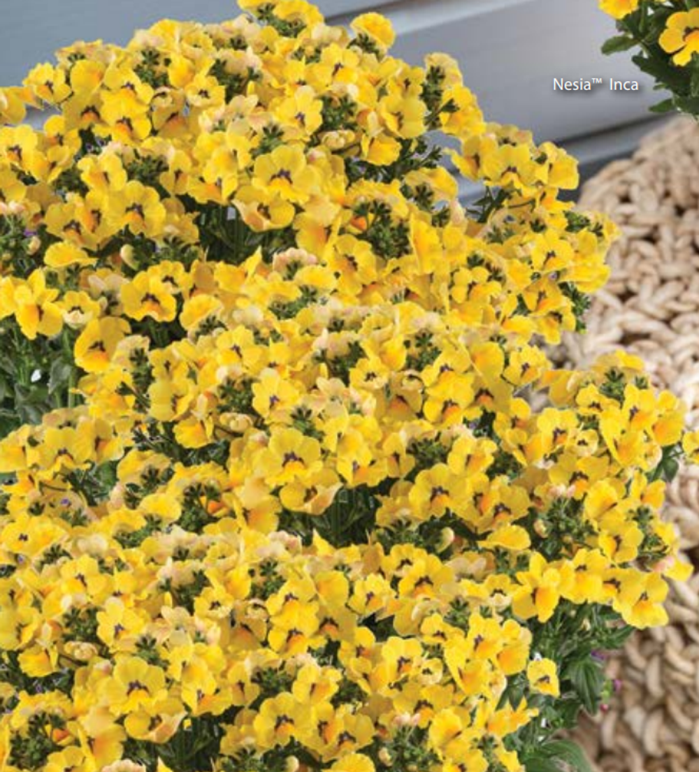 ЕВРО Немезия Nemesia Nesia Inca НЕукор черенок середина ноября 25