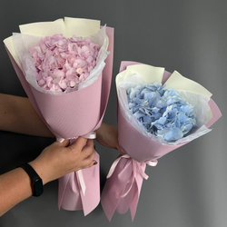 Hydrangea