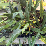 Алоказия LAUTERBACHIANA