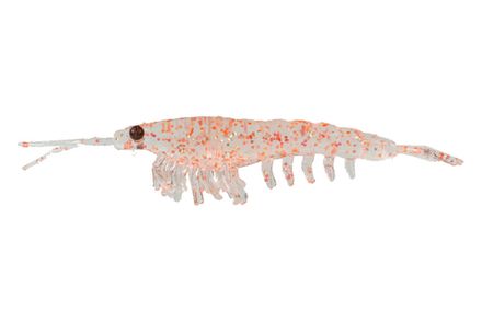 Приманка NIKKO Okiami Shrimp L 58мм #Orange Glitter