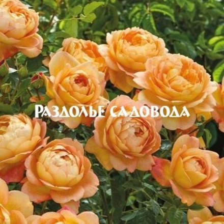 Роза английская (парковая) Леди оф Шалотт