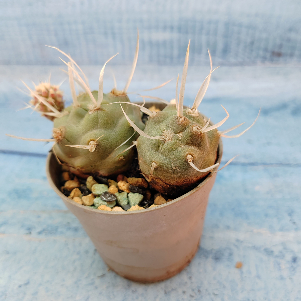 Tephrocactus Articulatus Papyracanthus (Тефрокактус)
