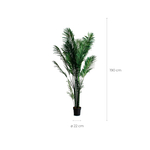 Пальмовое растение PALMERA