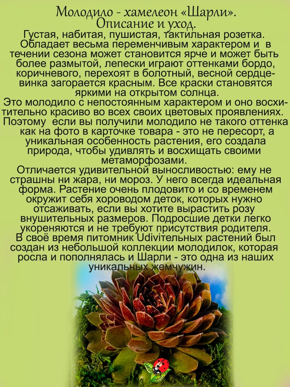 Молодило Шарли хамелеон каменная роза