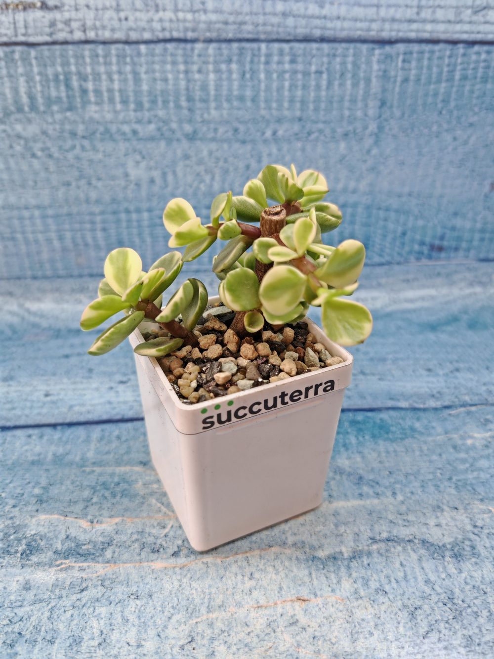 Portulacaria Afra Variegata (Портулакария)