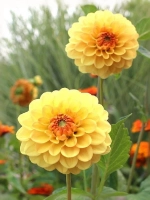 Георгин помпонный Голден Сцептер