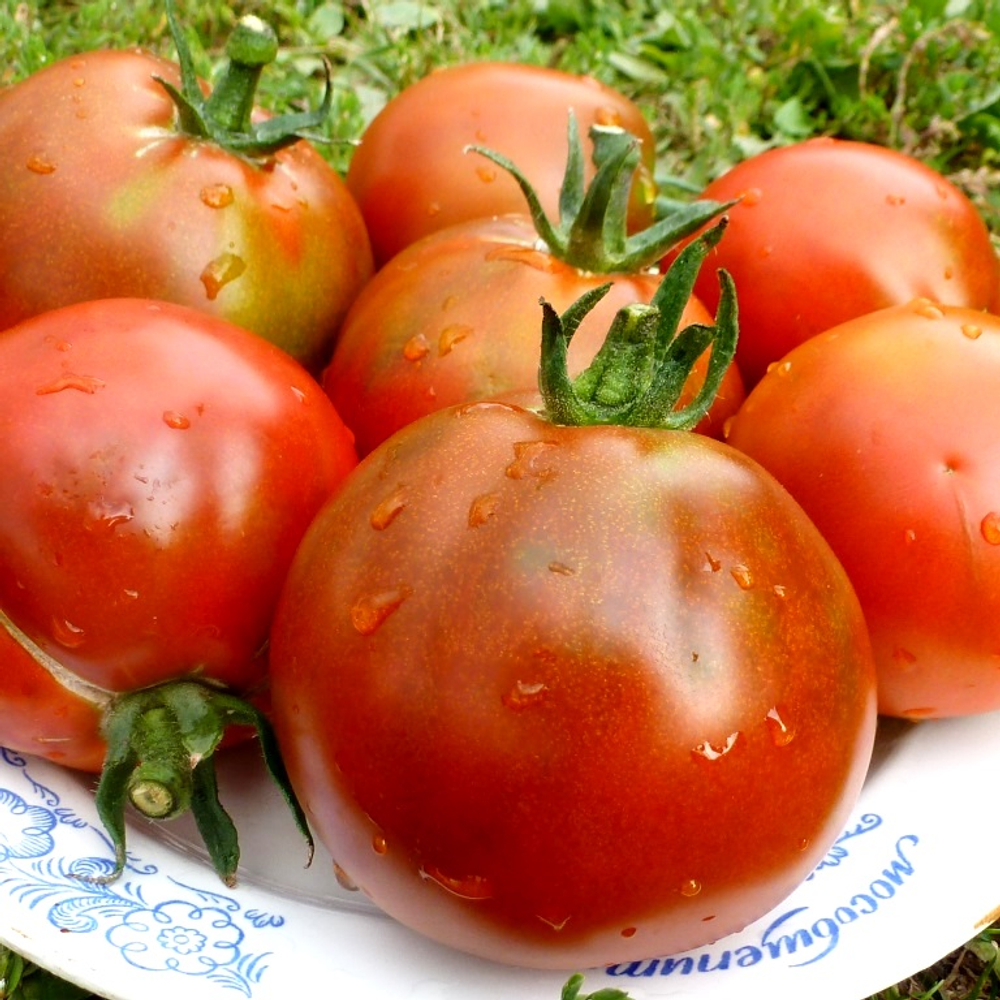 Помидоры Paul Robeson - Поль Робсон