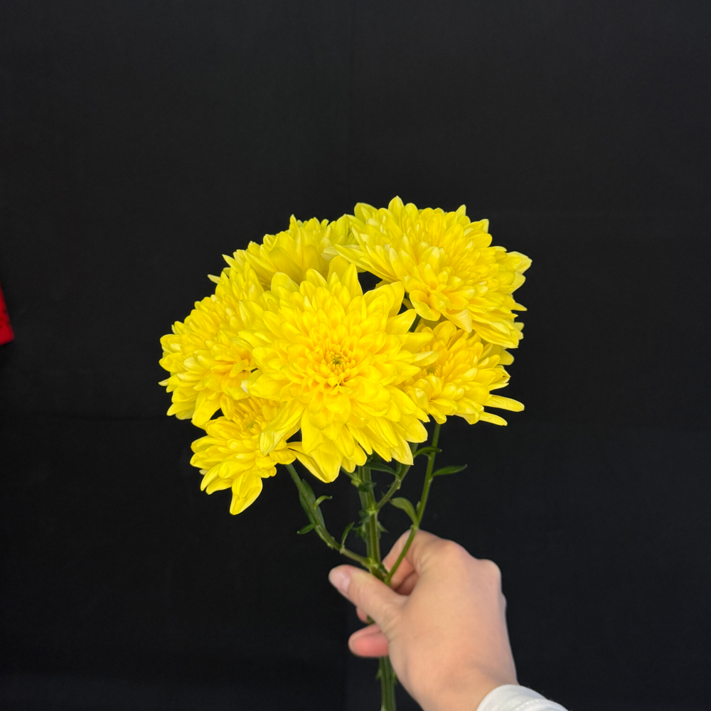 Хризантема кустовая Желтая / 1 шт